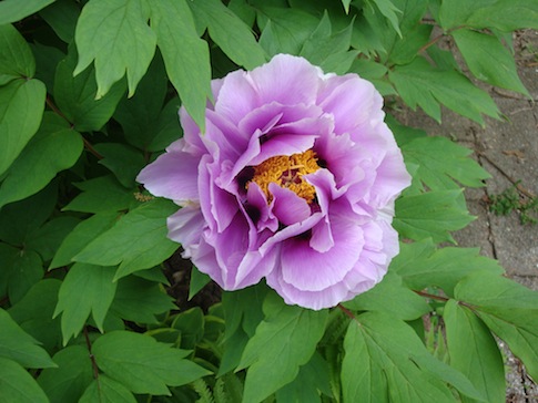 Tree Peony bloom2.JPG